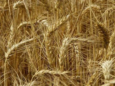 新小麦价格小幅上涨 分析师：趋势将延续至9月底