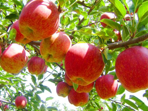 早熟苹果抢市冷库苹果大势已去